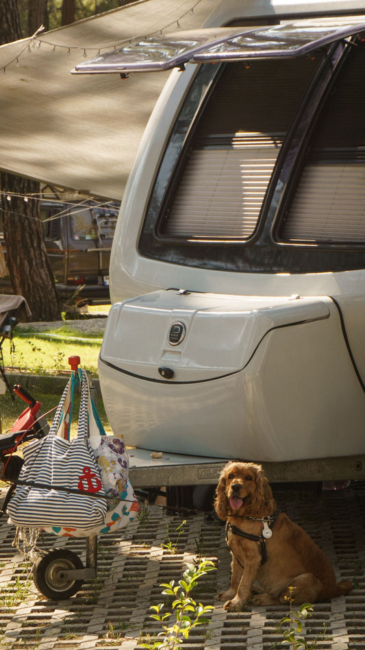 RV Camping With Dogs in Summer: Heat, Water and Travel Safety